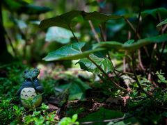 -上海共青森林公园