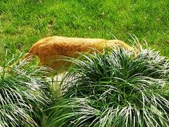 -老洋房花园饭店(绍兴路店)
