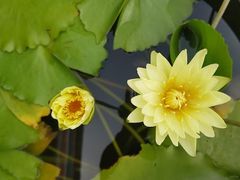 -维乐口腔医院(星海湾分院)