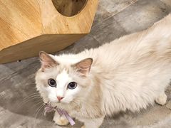 -楼上猫咖(罗湖店)
