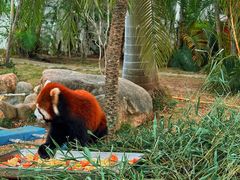 -灵玲国际马戏城