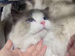 -翊宠yipet猫狗购宠庄园犬舍•猫舍