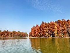 -上海海湾国家森林公园