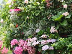 -深圳仙湖植物园