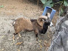 -海南热带野生动植物园
