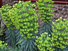 -墨尔本皇家植物园