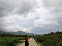 -亚龙湾国际玫瑰谷