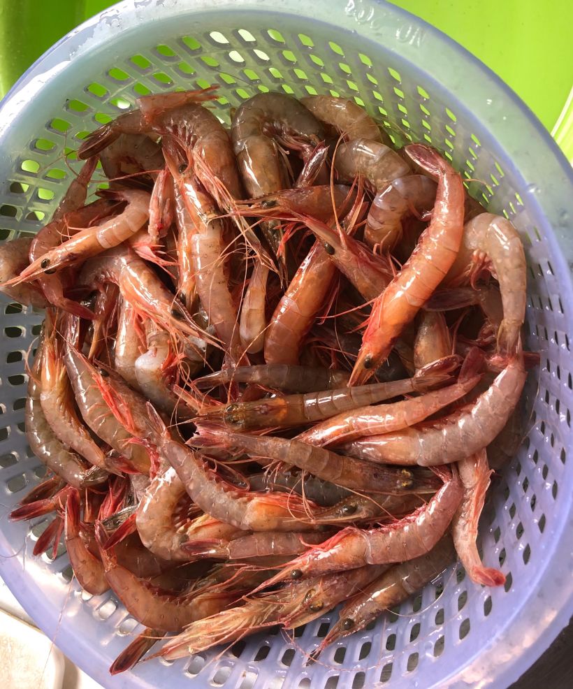 舟山条虾鲜美无比