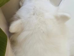 -怪兽屋·羊驼·猫咖·狗咖(俊华广场店)