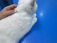 -瑞派申生动物医院·24H夜诊·国际动物医疗中心·骨外科(吴中路店)