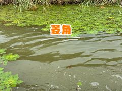 -白洋淀景区