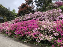 -广州市石门国家森林公园
