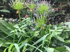 -三圣花乡旅游区