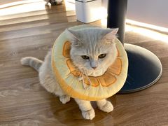 -COLOR PETS 撸猫馆·购猫·猫咖(长风大悦城店)