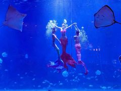 -烟台海昌鲸鲨海洋公园