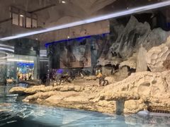 -帝企鹅自助餐厅•儿童岛•真企鹅(长隆企鹅酒店)