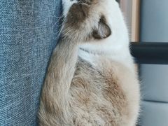 -喵园·猫主题咖啡厅·撸猫·猫咖(国贸店)