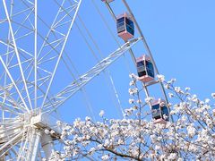 -顾村公园