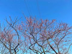 -重庆彩云湖湿地公园