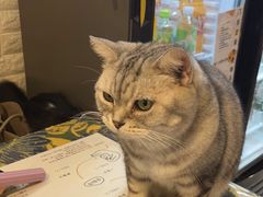 -平行世界·猫咖(首经贸店)