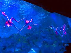 -芜湖新华联大白鲸海洋公园