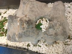 -马家斑.鲜鱼火锅(松湖万科店)