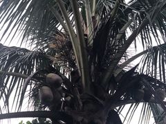 -西双版纳傣族园