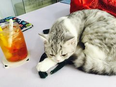 -喵的天空名猫咖啡馆·撸猫·猫舍·用品