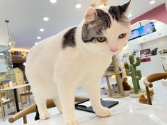 -喵园·猫主题咖啡厅·撸猫·猫咖(国贸店)