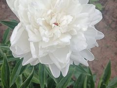 -洛阳市隋唐城遗址植物园