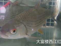 -八仔大富楼·河鲜(西江店)