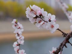 -桃花堤公园