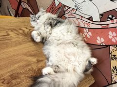 -Let's go狗咖·猫咖·奶狗·桌游(春熙路IFS店)