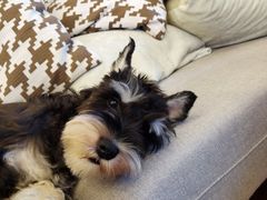 -翊宠yipet猫狗购宠庄园犬舍•猫舍