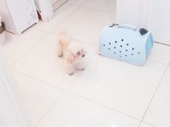 -瑞派康怡24h宠物医院·犬猫医疗中心·微创绝育(瑞景分院)