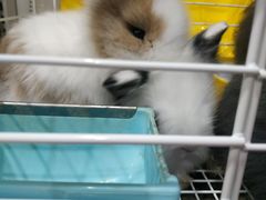 -圣宠宠物(平吉花卉市场店)