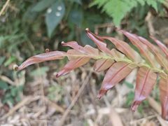 -海南热带雨林国家公园吊罗山景区