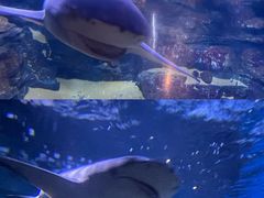 -烟台海昌鲸鲨海洋公园