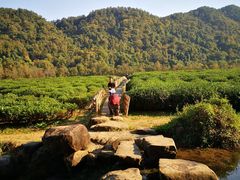 -中国茶叶博物馆(双峰馆区)