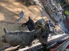 -深圳野生动物园