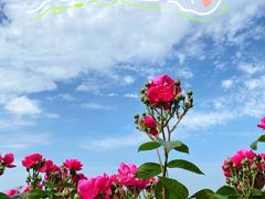 -上海滨江森林公园