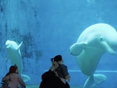 -芜湖新华联大白鲸海洋公园