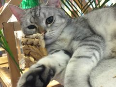 -小时光咖啡馆(开森度假森林店)