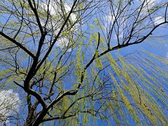 -白鹭湾湿地公园