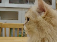 -楼上猫咖(罗湖店)