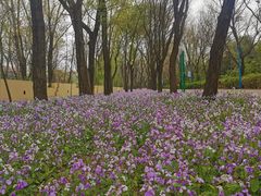 景点-森林公园(尖草坪区)