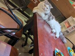 -Mr.Fox狐狸先生超级密室(南山店)
