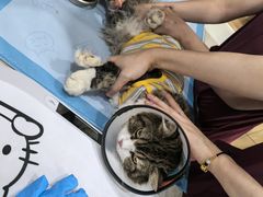 -艾贝尔宠物医院·24H转诊中心·肿瘤猫专科(江宁双龙店)