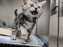 -安安宠医·安宠宠物医院