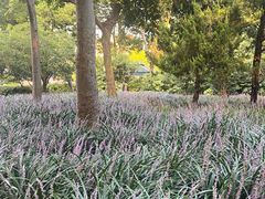 -新虹桥中心花园